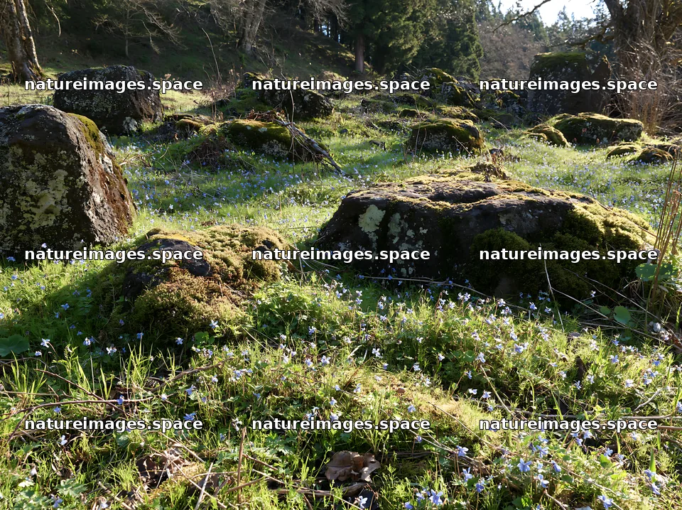 Miyagi spring recovery meadow mossy stone surrounded by flowers – nature images 9174x6866