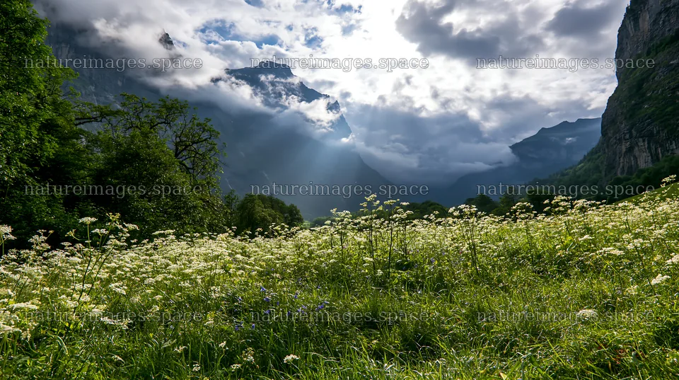 Light rays over meadow in Lauterbrunnen Valley – nature images 10608x5938