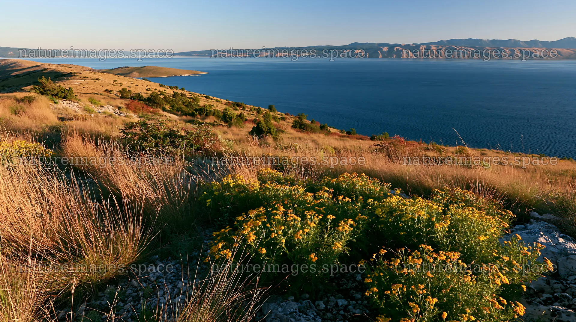 Croatian meadow above Adriatic coast captures coastal landscape – nature images 10608x5938
