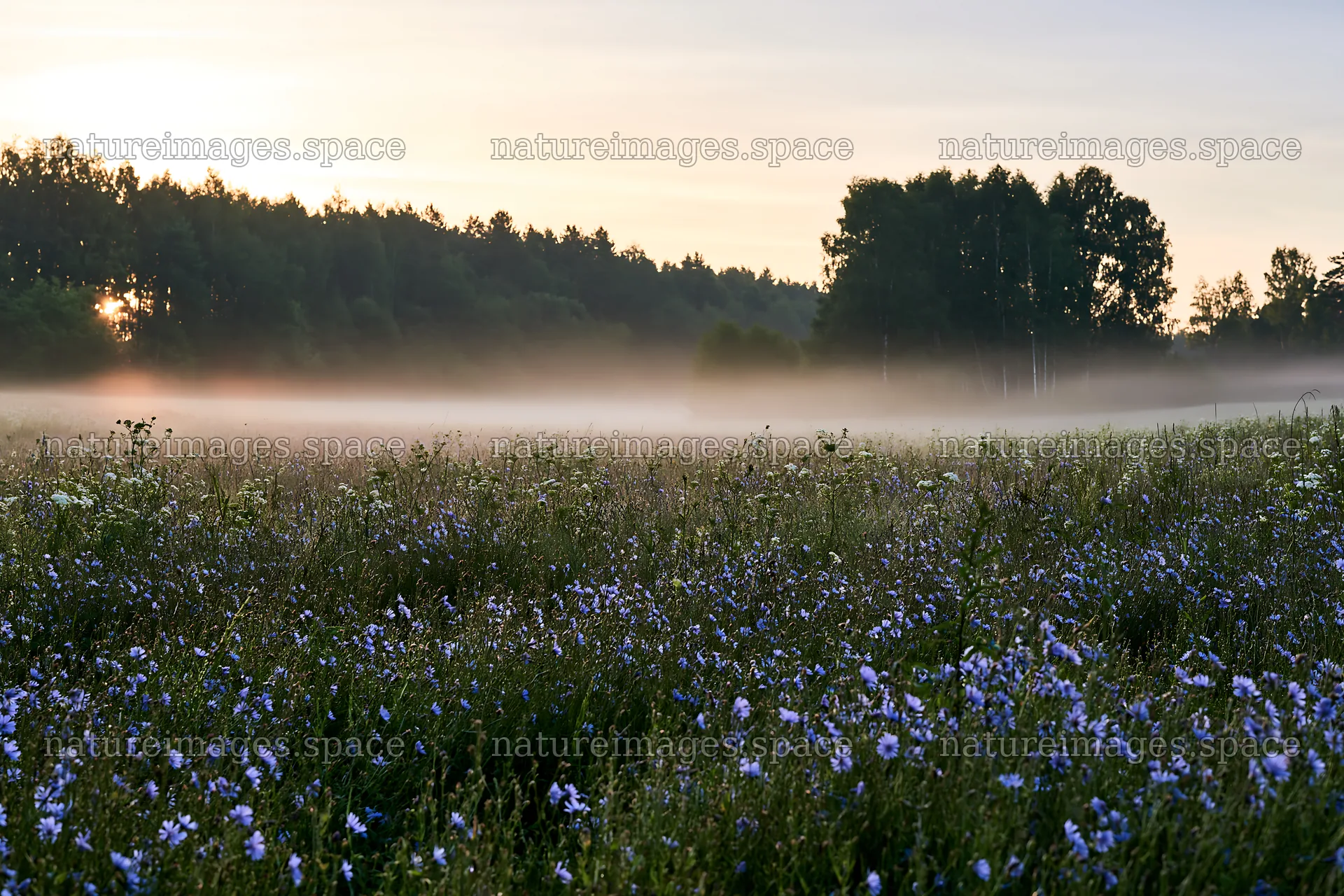 Cornflower meadow under morning light with mist and trees – nature images 9722x6480