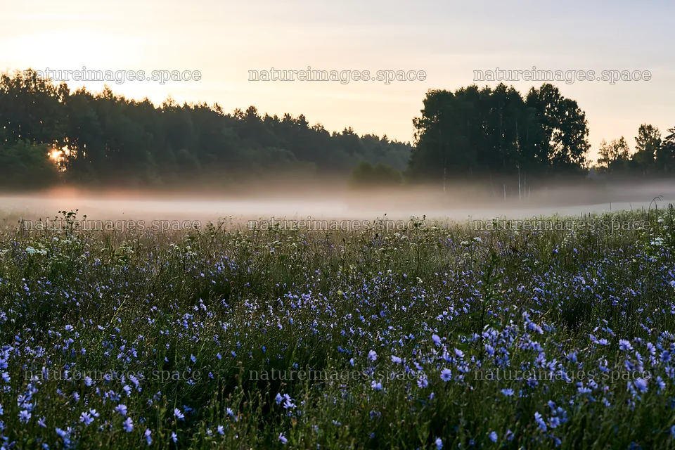 Cornflower meadow under morning light with mist and trees – nature images 9722x6480