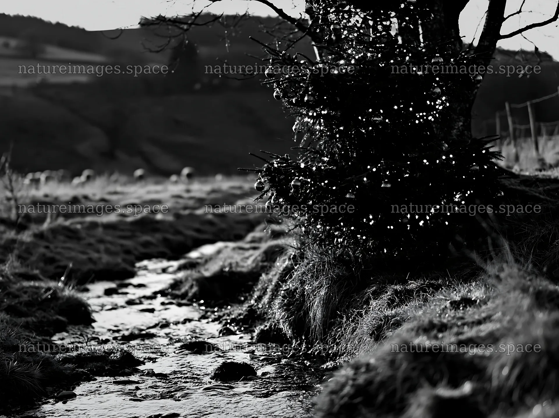 Christmas tree beside stream in meadow – nature images 9174x6866