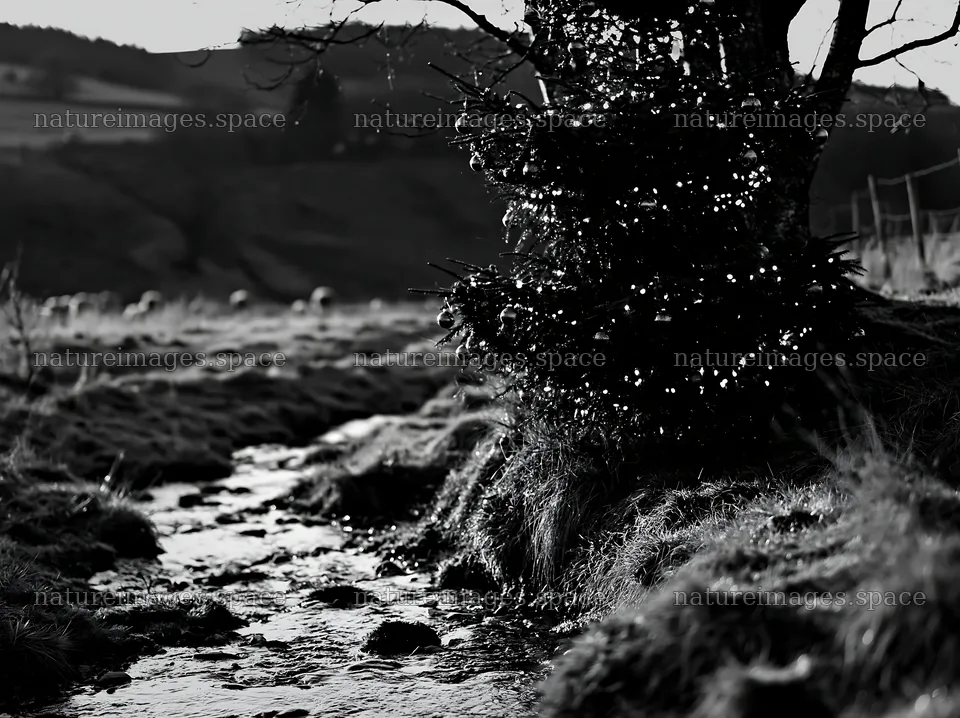 Christmas tree beside stream in meadow – nature images 9174x6866