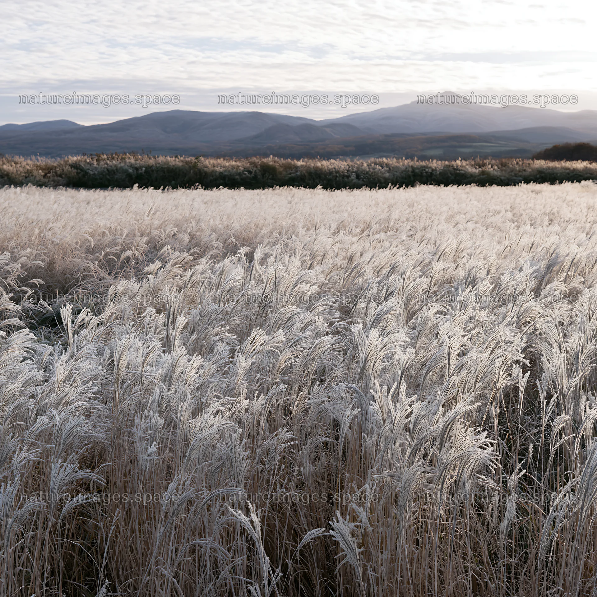 Climate-resilient Hokkaido silver grass meadow seedheads grow – nature images 7938x7938