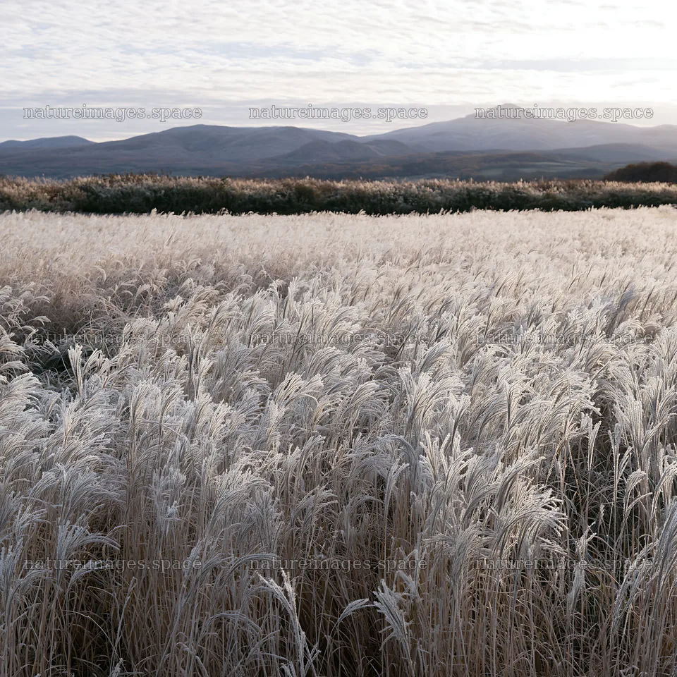 Climate-resilient Hokkaido silver grass meadow seedheads grow – nature images 7938x7938