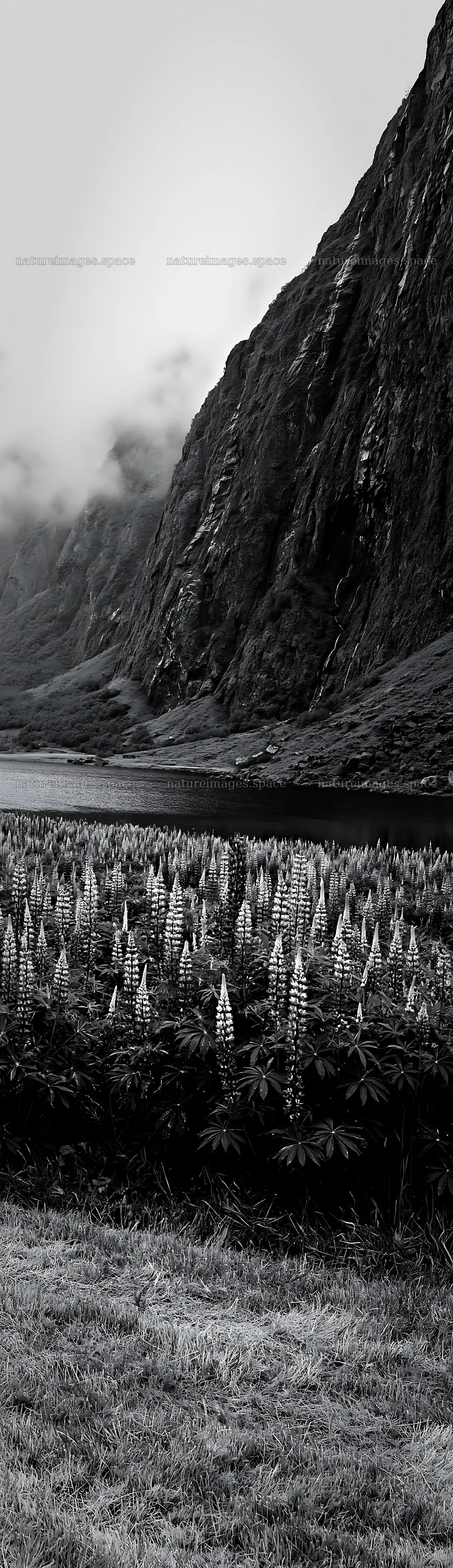 Lupin meadow with mountains and river in black and white – nature images 4268x14762
