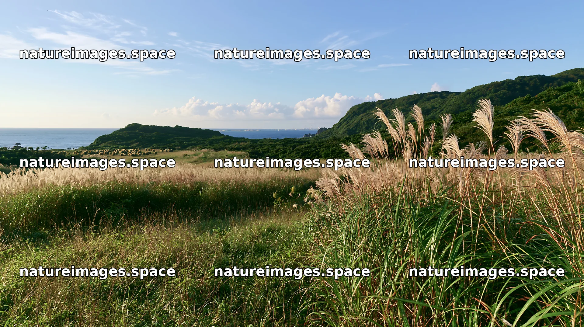 Iwate rain refreshed meadow seedhead foreground – nature images 10608x5938