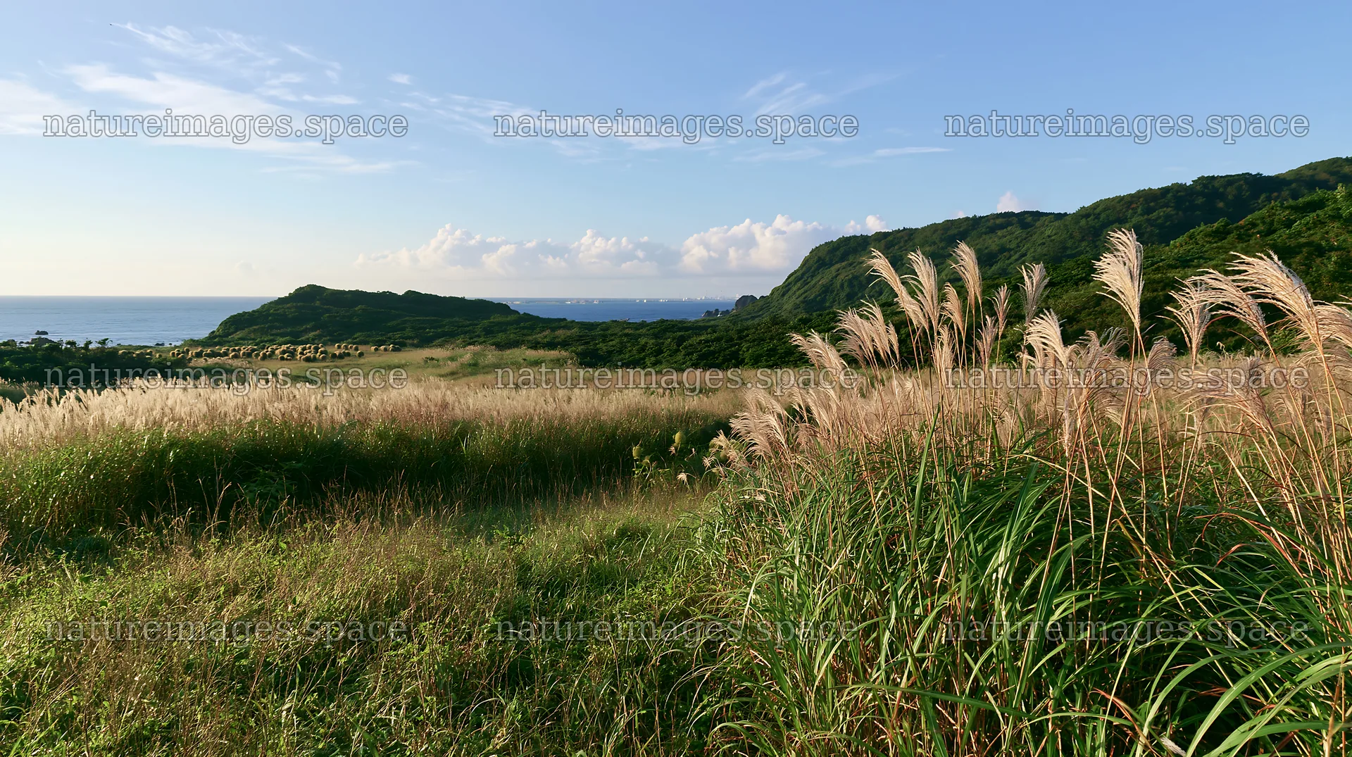 Iwate rain refreshed meadow seedhead foreground – nature images 10608x5938