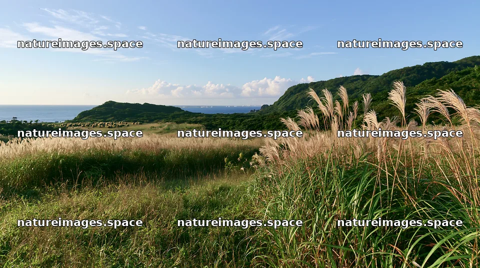 Iwate rain refreshed meadow seedhead foreground – nature images 10608x5938