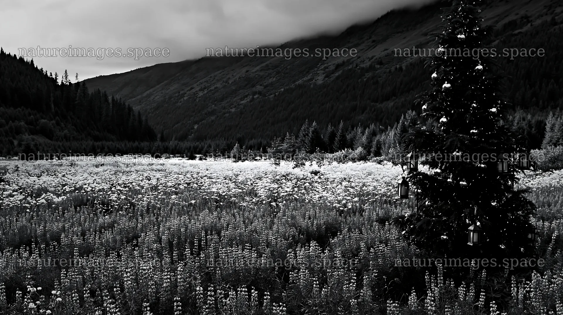 Christmas tree with baubles in a mountain meadow – nature images 10608x5938