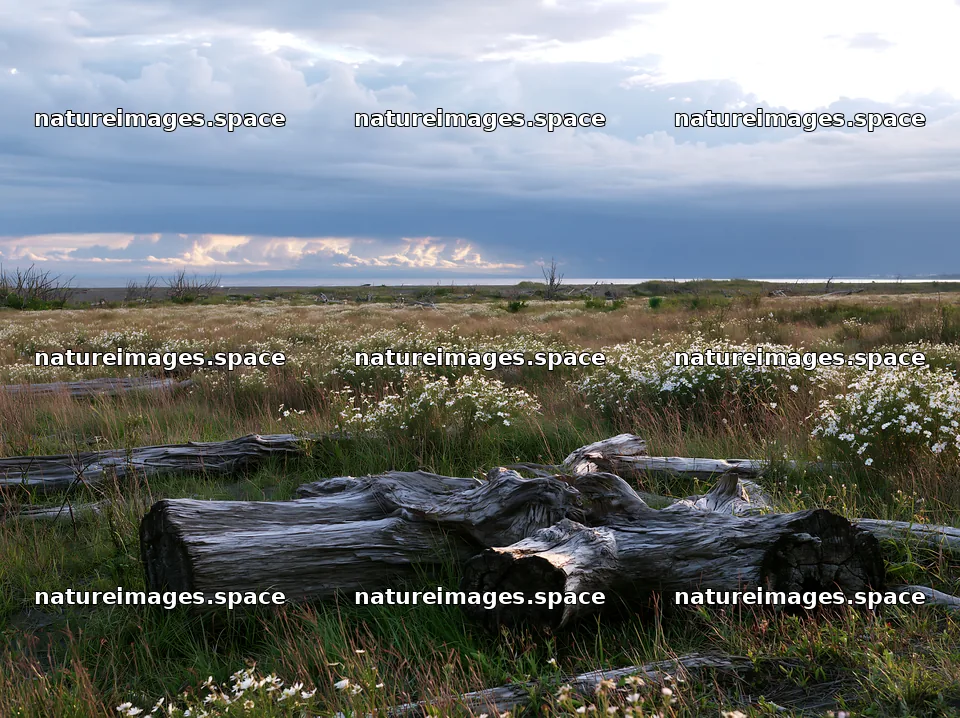 Chiba coastal climate meadow driftwood foreground – nature images 9174x6866