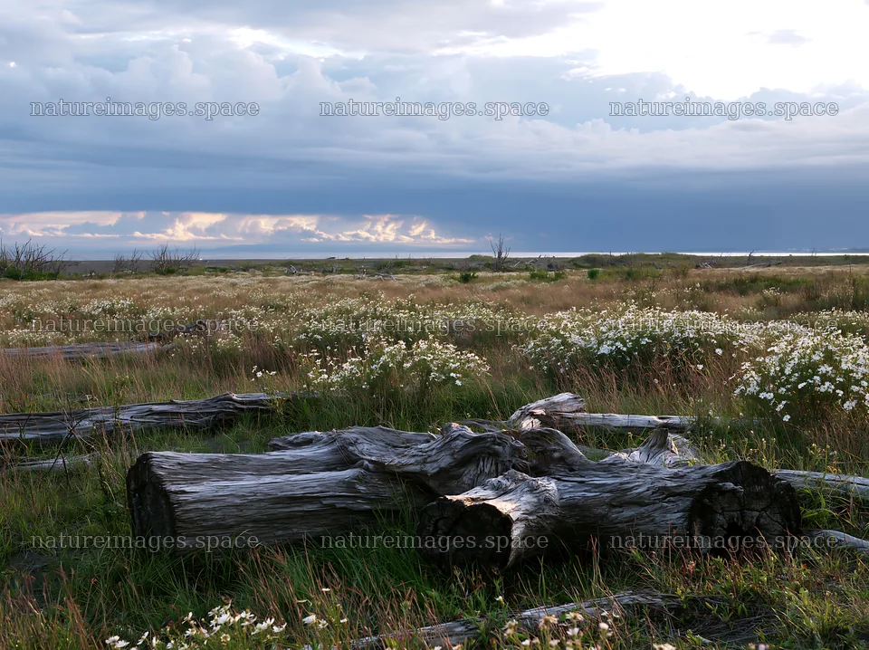 Chiba coastal climate meadow driftwood foreground – nature images 9174x6866