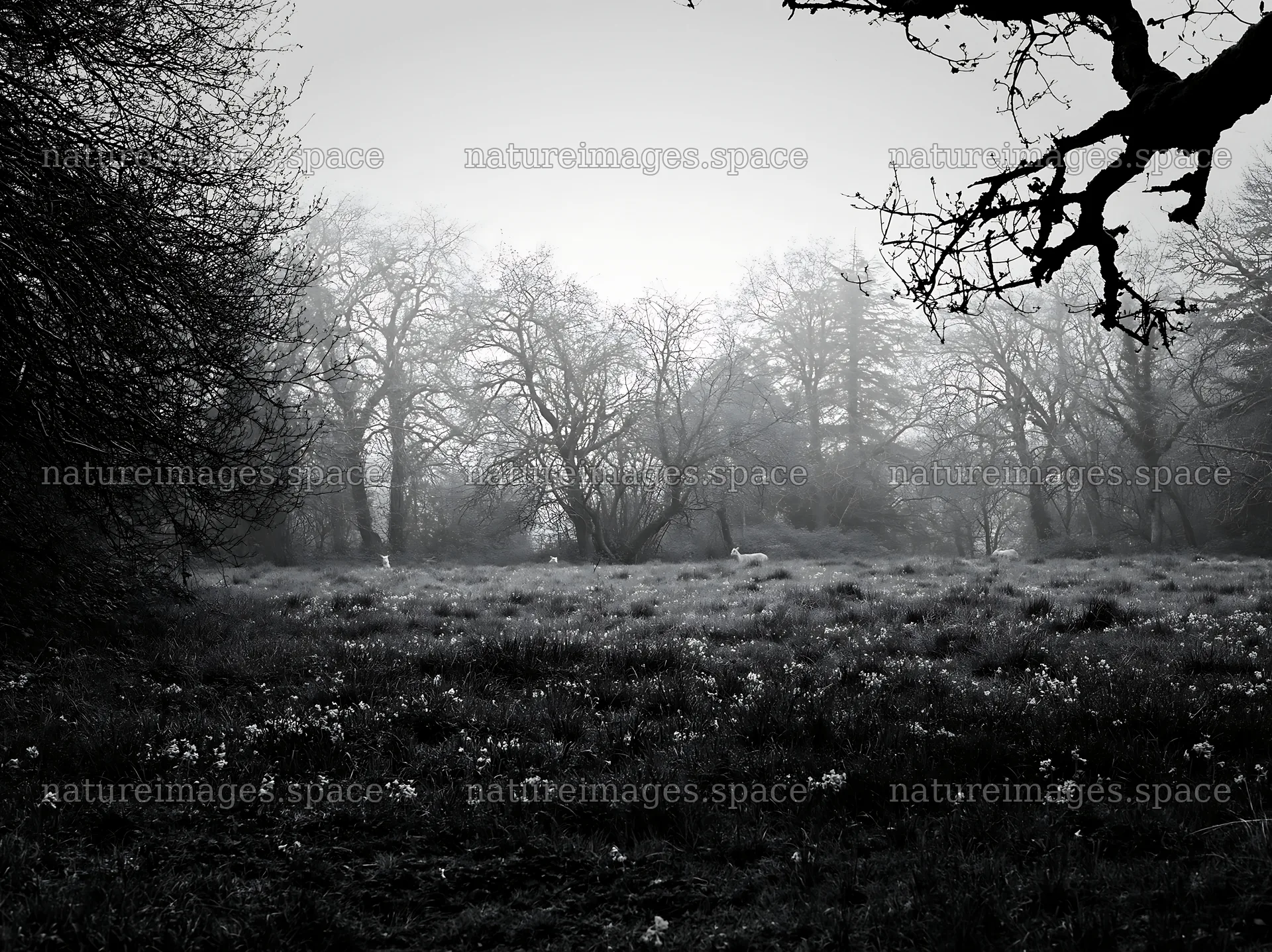 Misty forest meadow with trees and grass – nature images 9174x6866