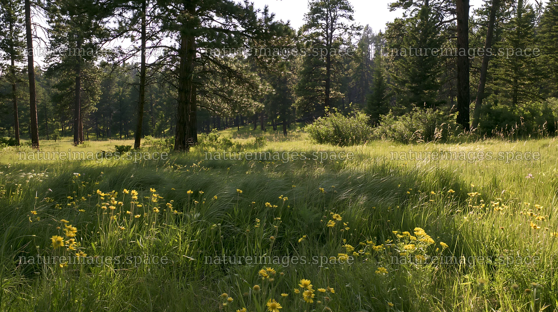 Pine forest meadow with yellow flowers in sunlight – nature images 10608x5938