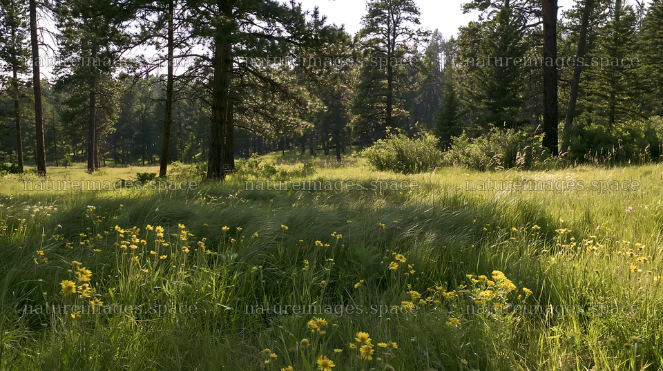 Pine forest meadow with yellow flowers in sunlight – nature images 10608x5938