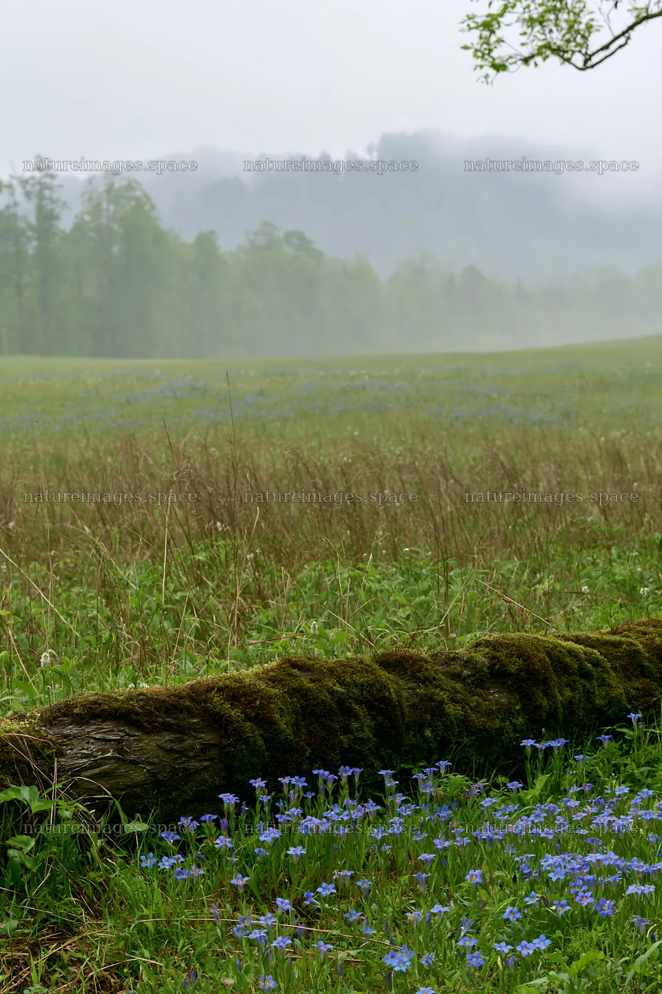 Gifu low carbon meadow mossy log in a green landscape – nature images 6480x9722