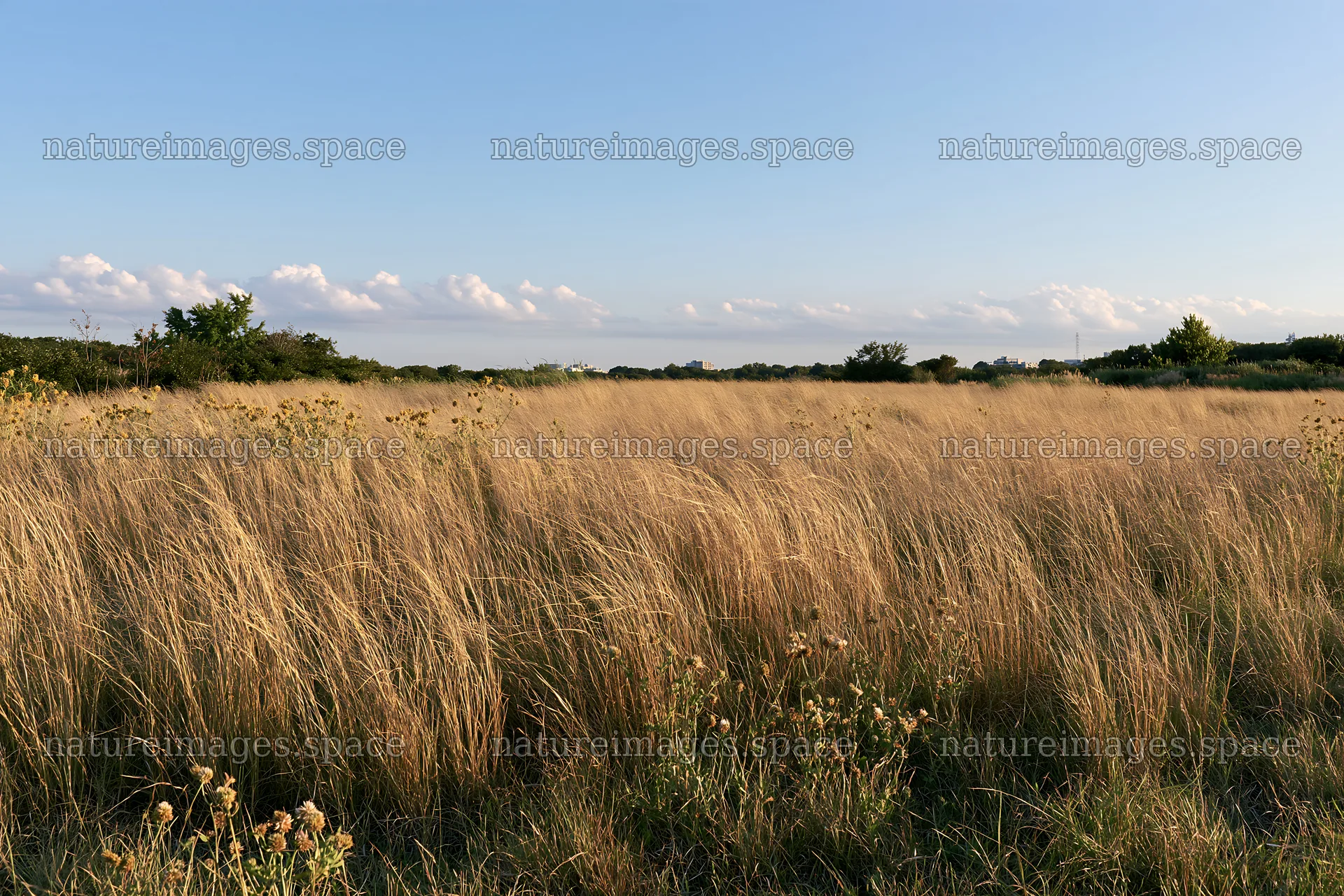Tokyo urban biodiversity meadow with seedheads in late afternoon – nature images 9722x6480