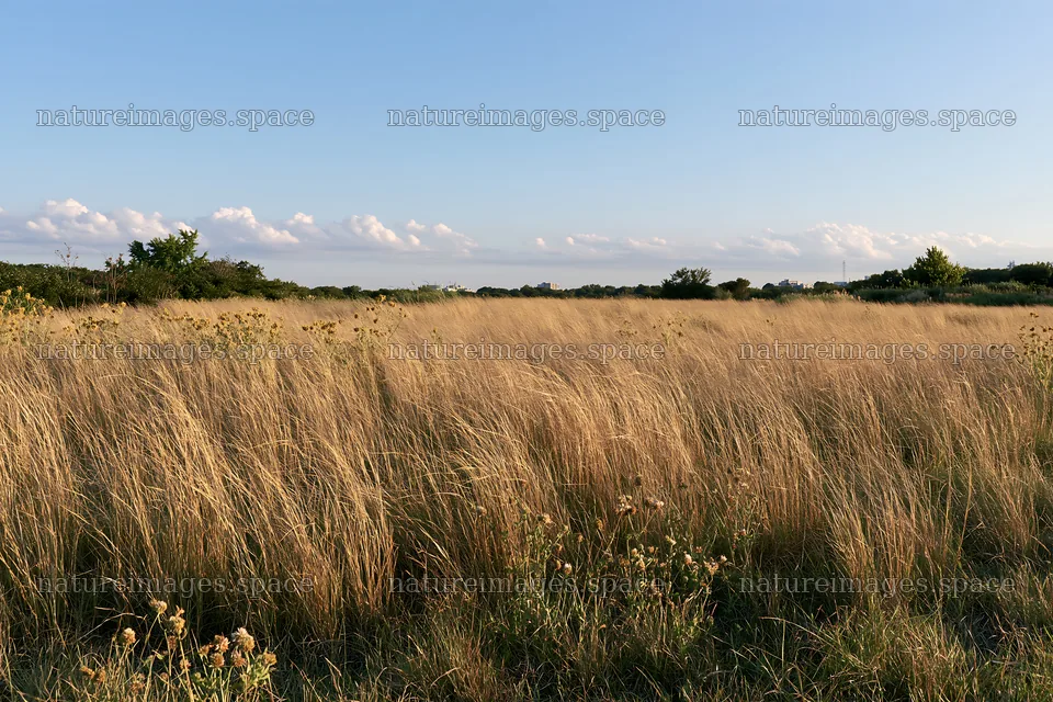 Tokyo urban biodiversity meadow with seedheads in late afternoon – nature images 9722x6480