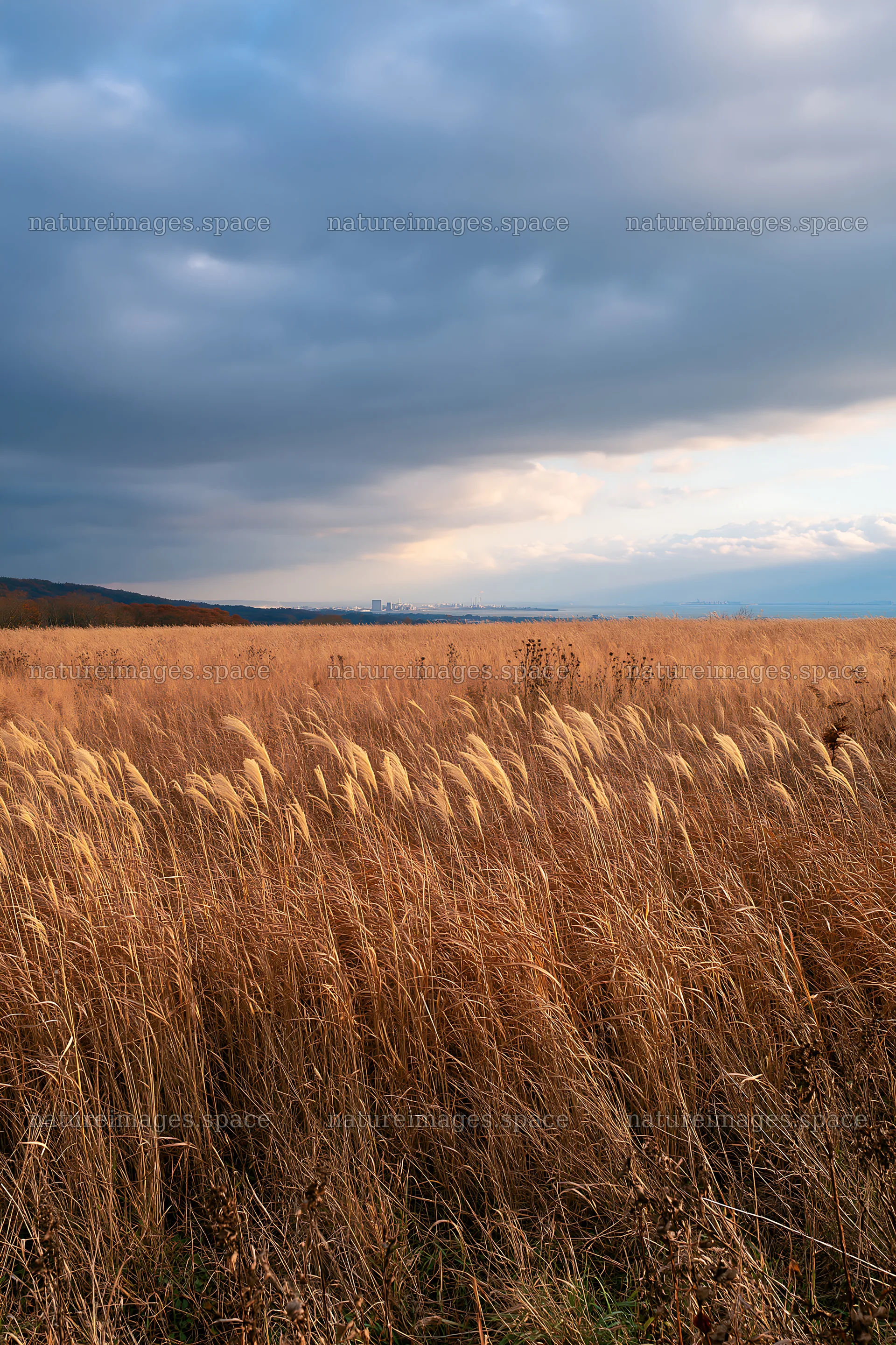Aichi restored meadow autumn seedheads foreground under cloudy sky – nature images 6480x9722