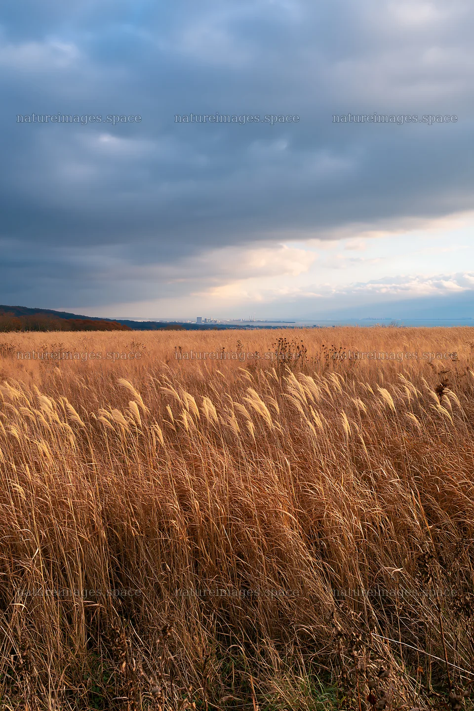 Aichi restored meadow autumn seedheads foreground under cloudy sky – nature images 6480x9722