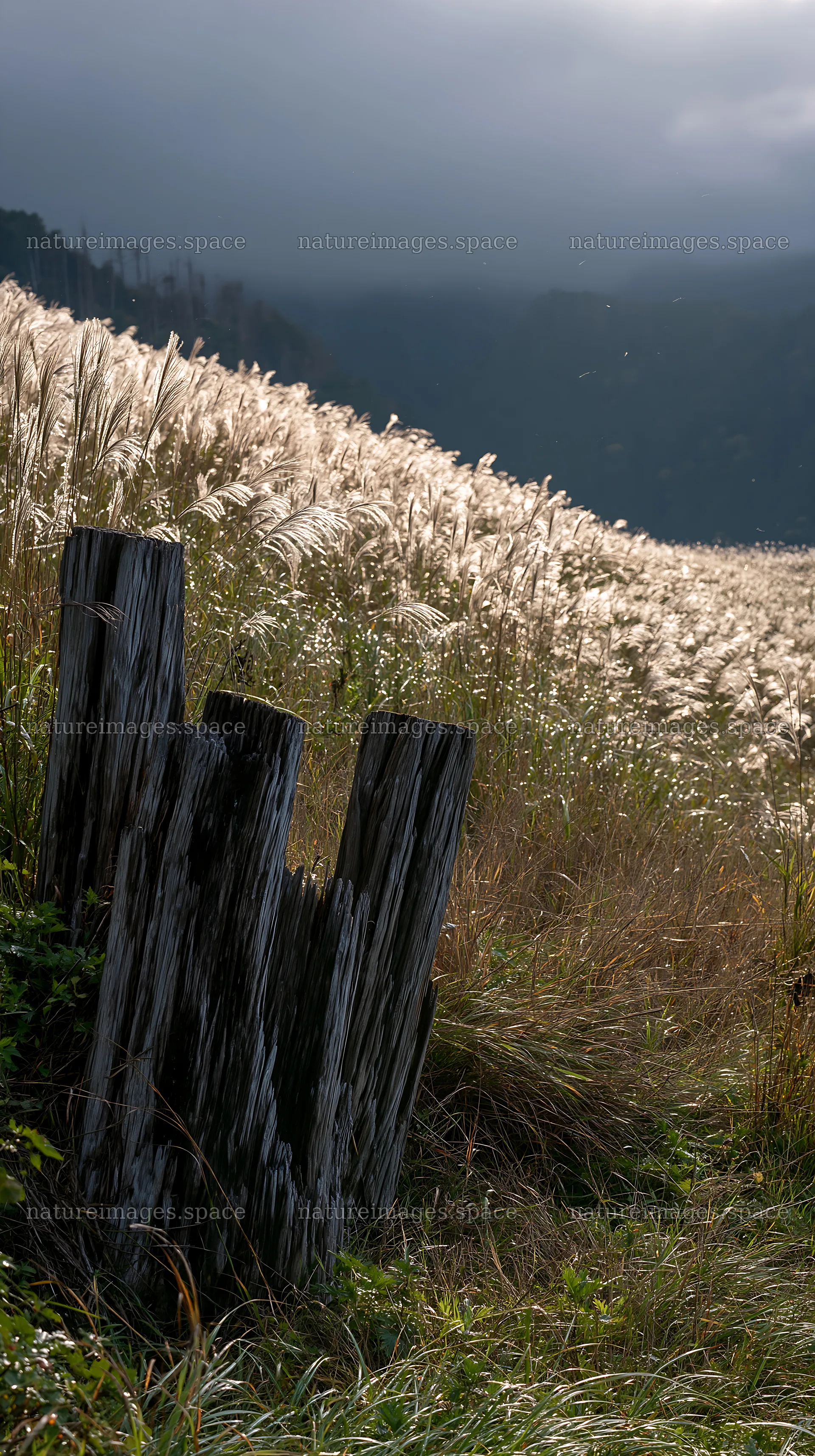 Wakayama autumn meadow with weathered wood in foreground – nature images 5938x10608