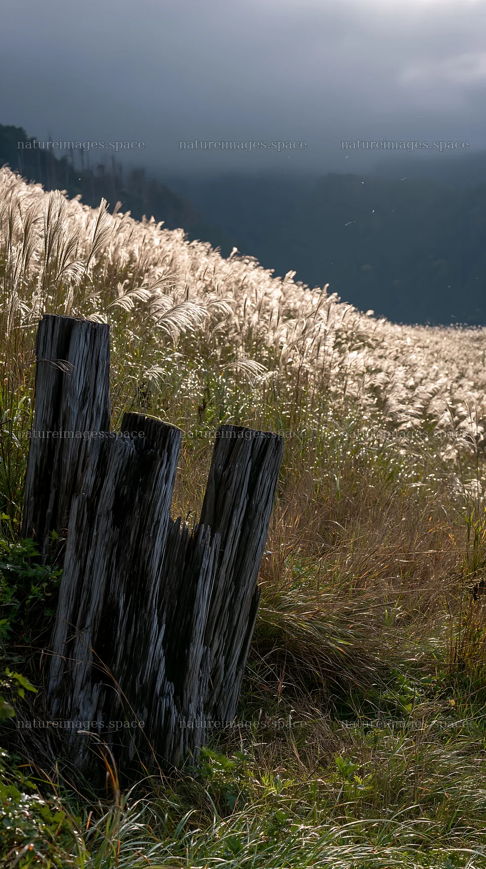 Wakayama autumn meadow with weathered wood in foreground – nature images 5938x10608