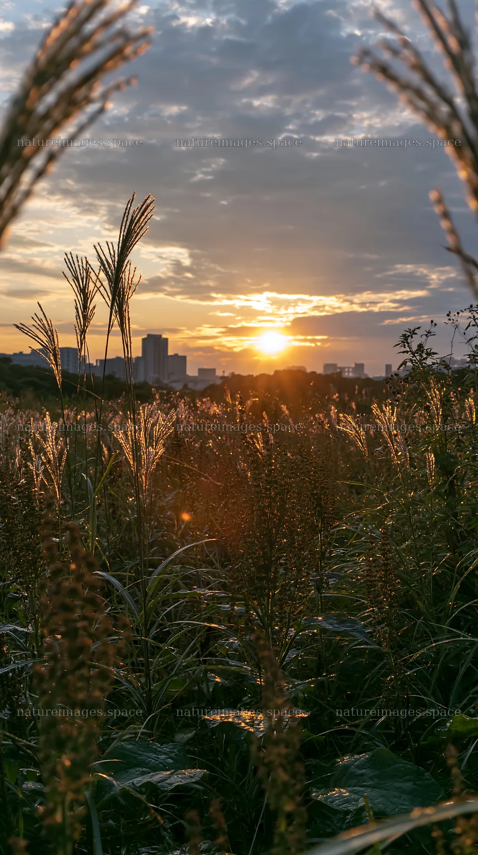 Tokyo urban biodiversity meadow during sunset – nature images 5938x10608