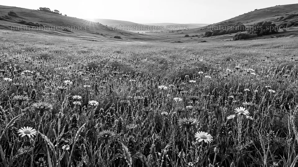 Wildflower Meadow Between Rolling Hills in Monochrome – nature images 10324x5812