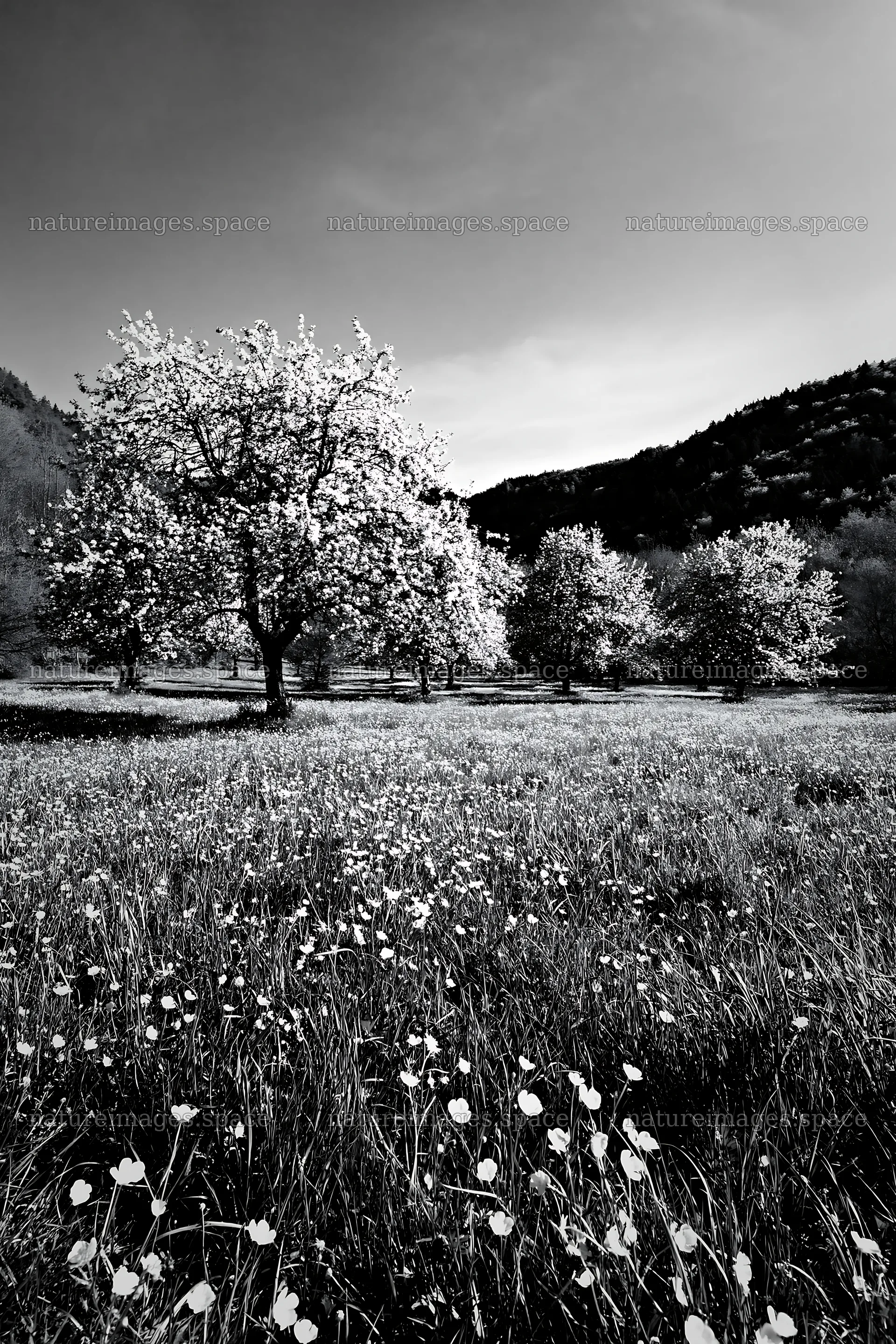 Valley apple meadow with blooming trees and wildflowers – nature images 6480x9722