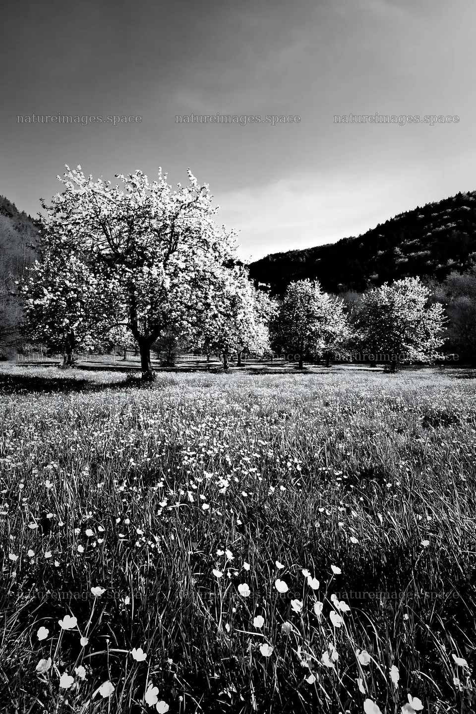 Valley apple meadow with blooming trees and wildflowers – nature images 6480x9722