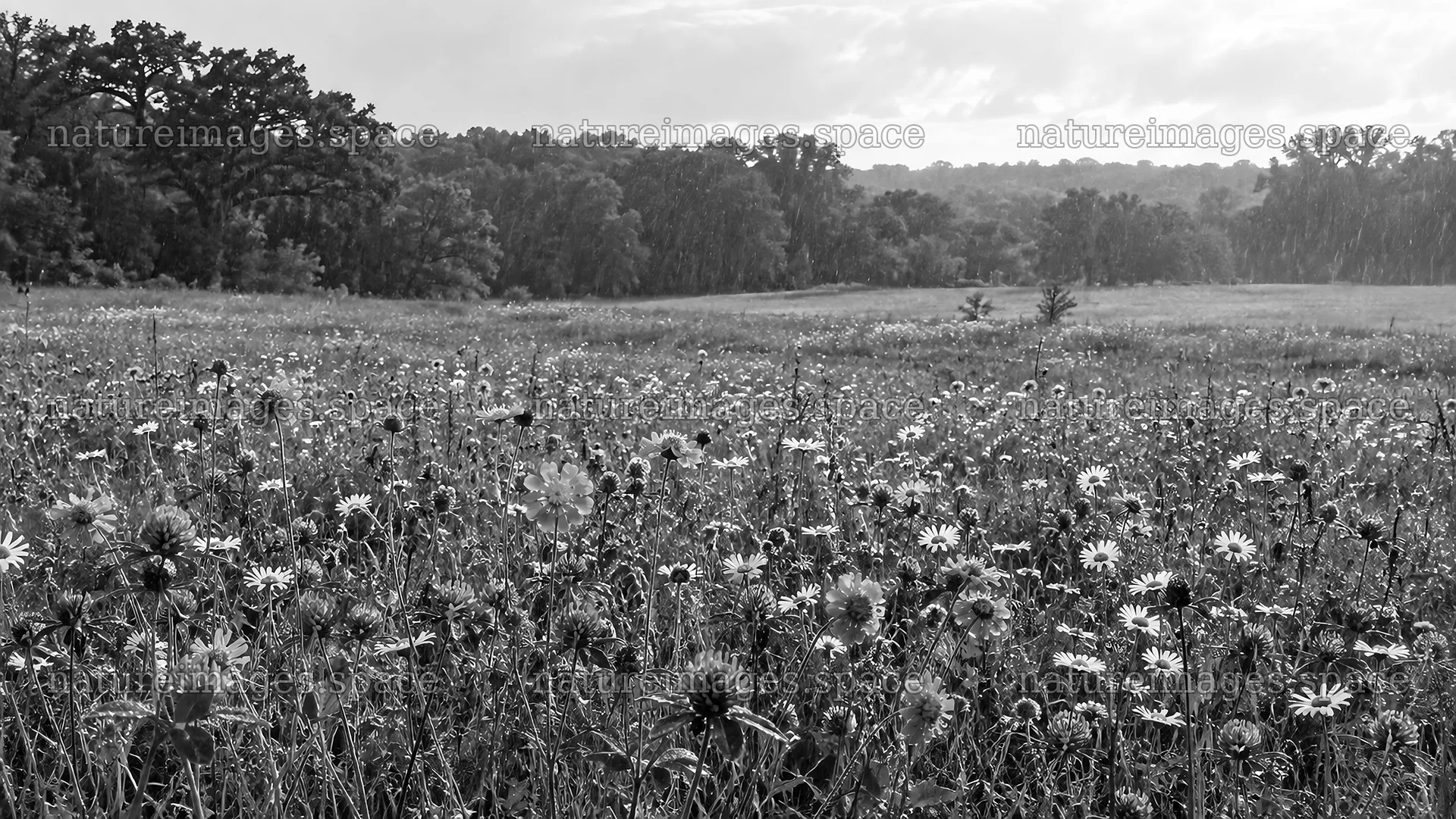 Wildflower Meadow Beside a Forest – nature images 10324x5812