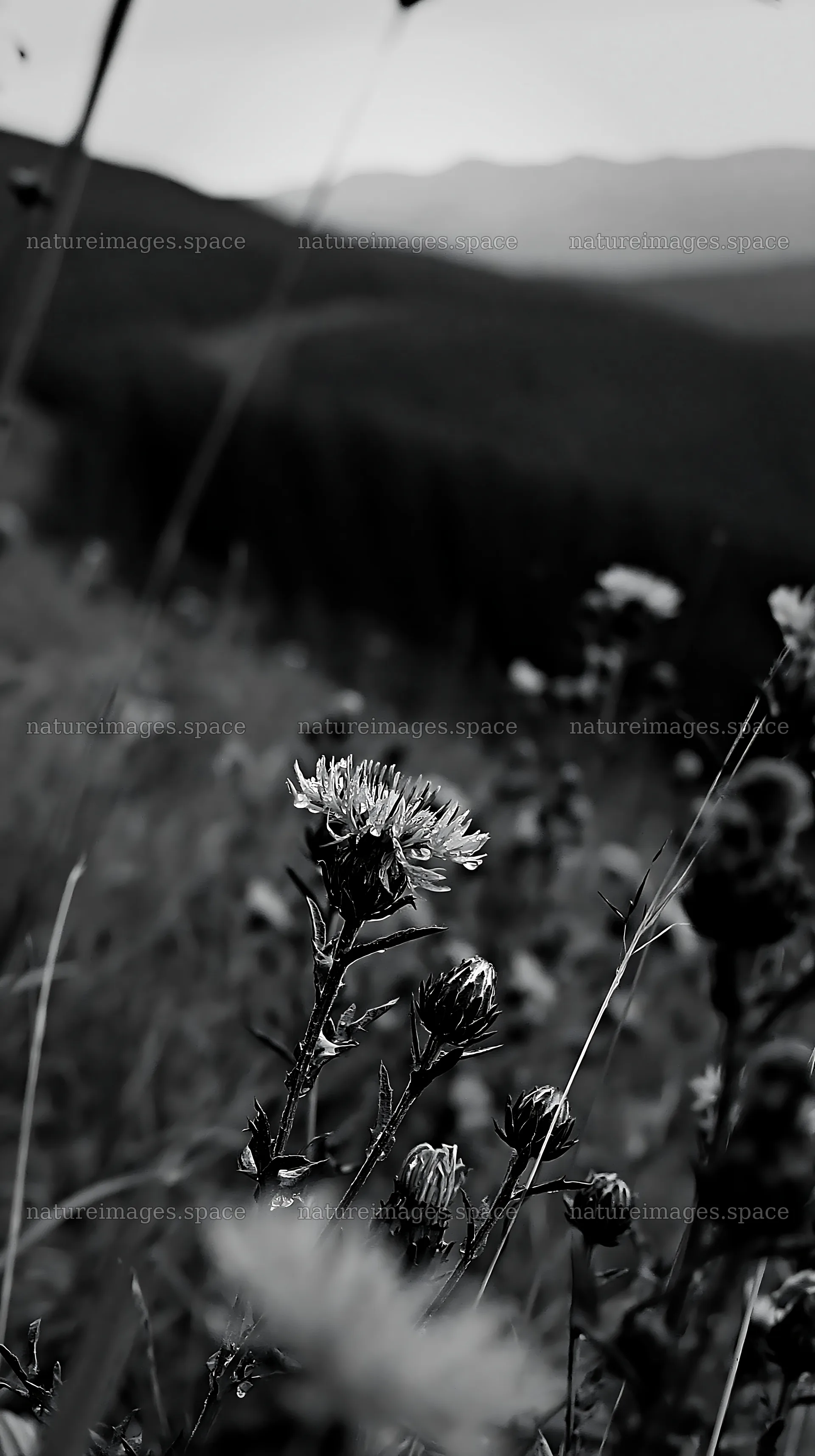 Meadow with knapweed and surrounding hills – nature images 5938x10608