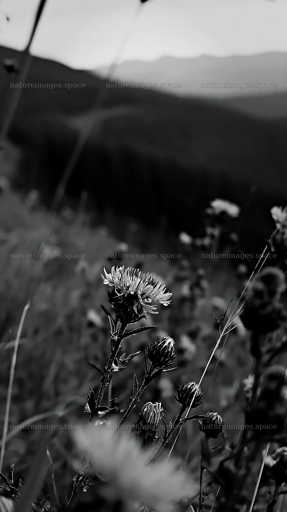 Meadow with knapweed and surrounding hills – nature images 5938x10608