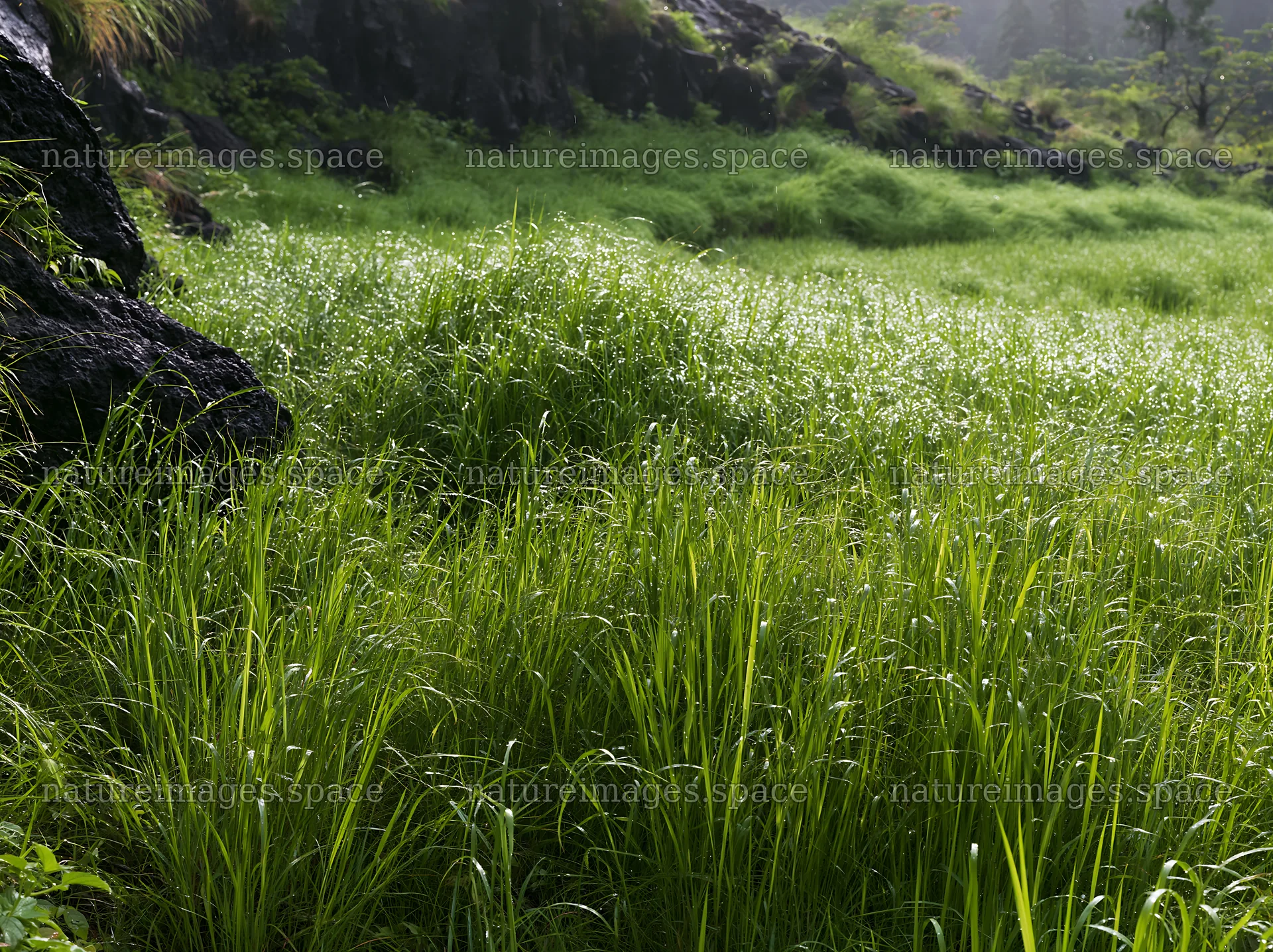 Fukui native grass meadow with rain droplets in Japan – nature images 9174x6866