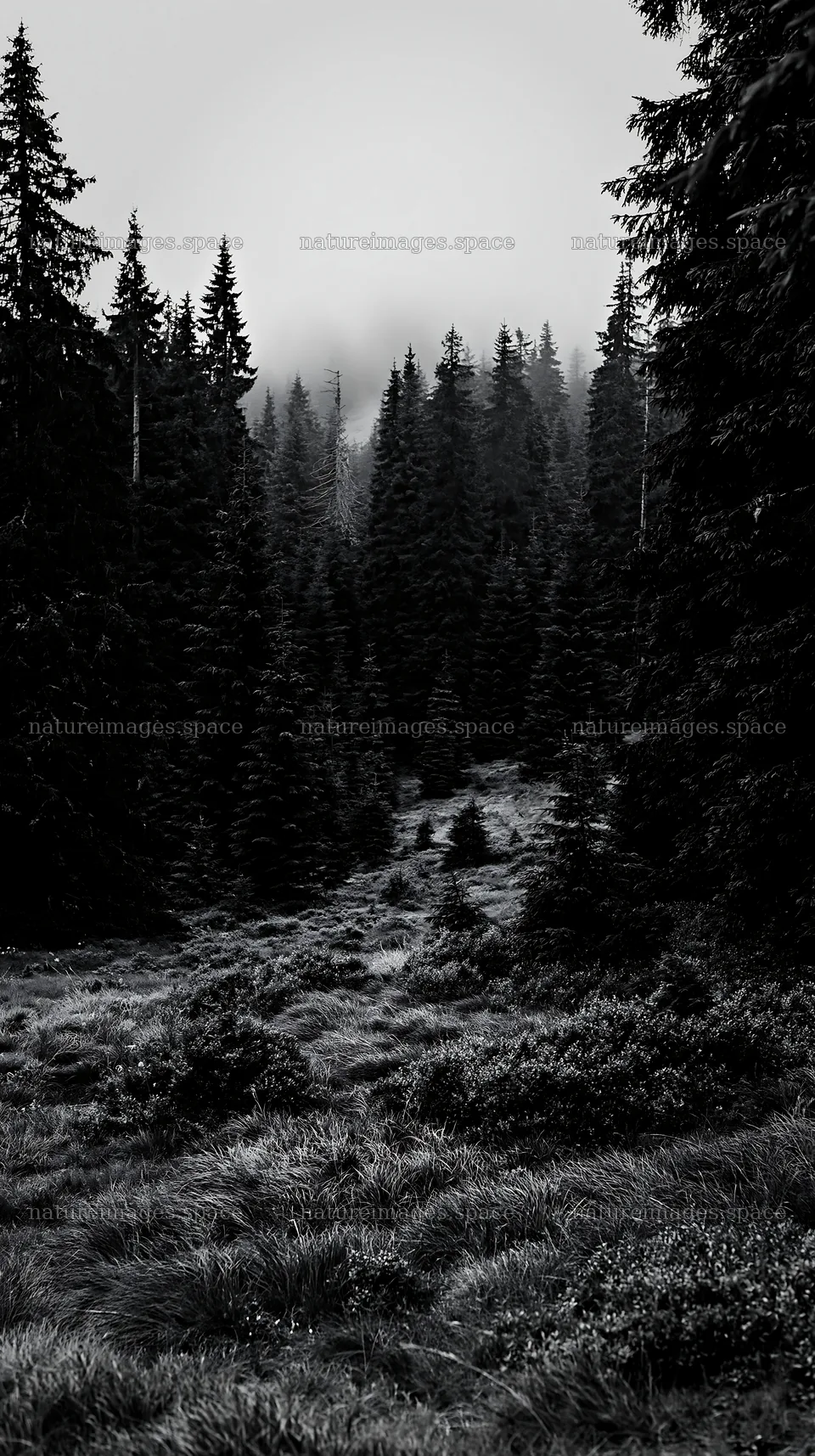 Regenerative meadow under dense forest with fog in background – nature images 5938x10608