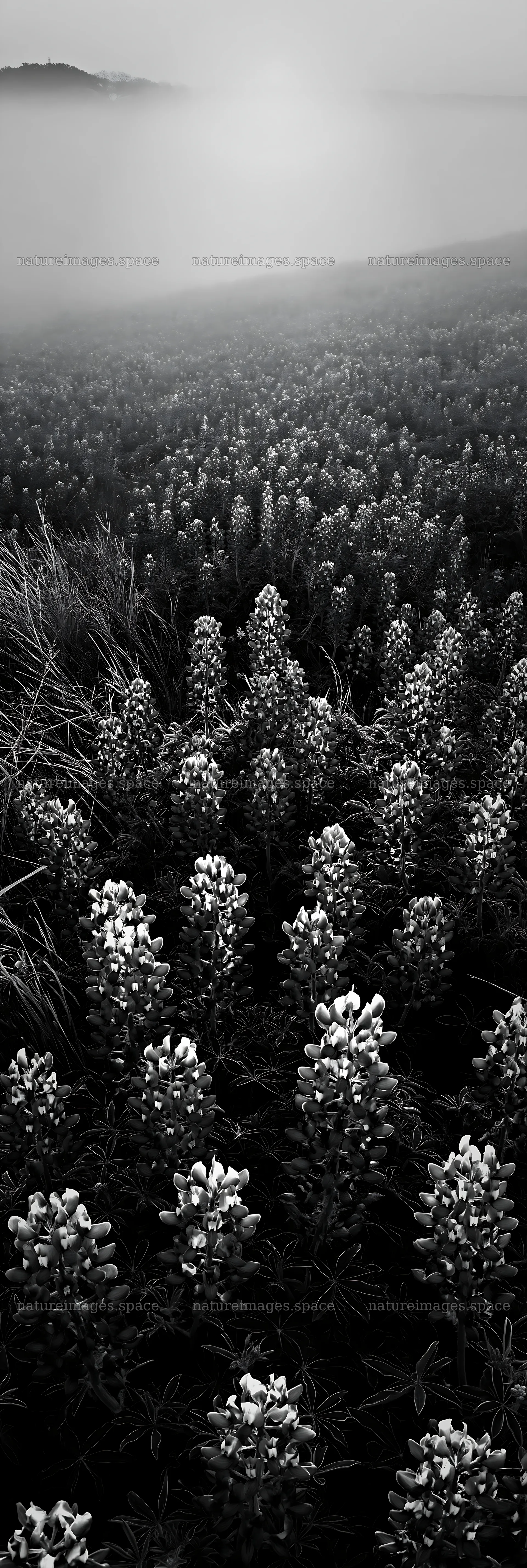 Bluebonnet meadow at sunrise with morning fog – nature images 4602x13690
