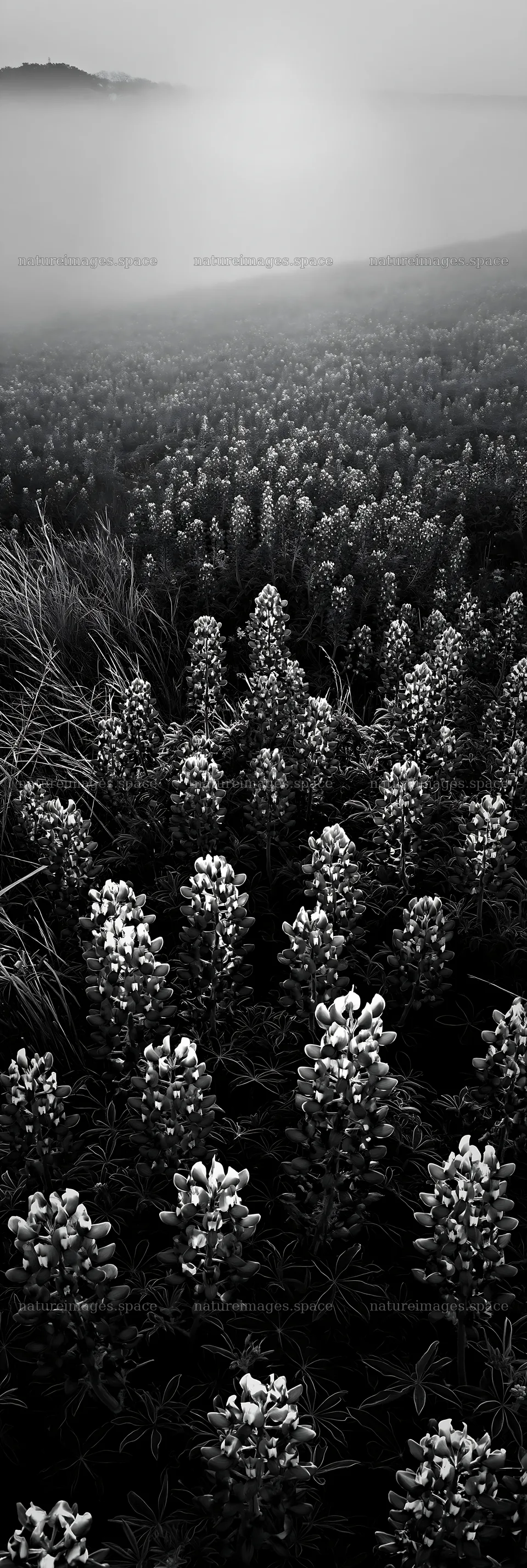 Bluebonnet meadow at sunrise with morning fog – nature images 4602x13690