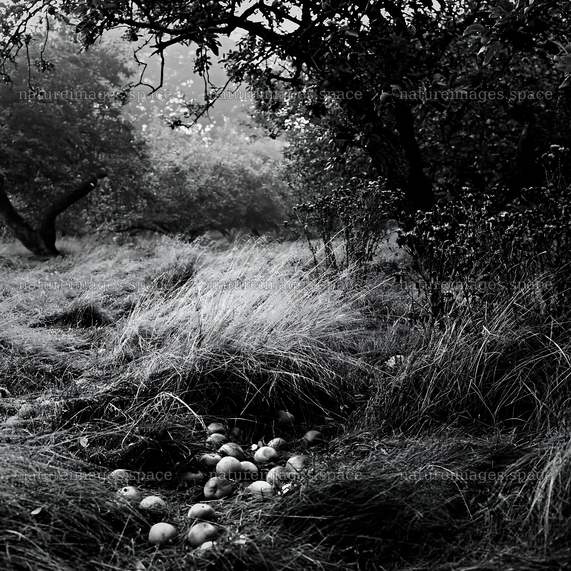 Moody orchard meadow with fallen fruit in black and white – nature images 7938x7938