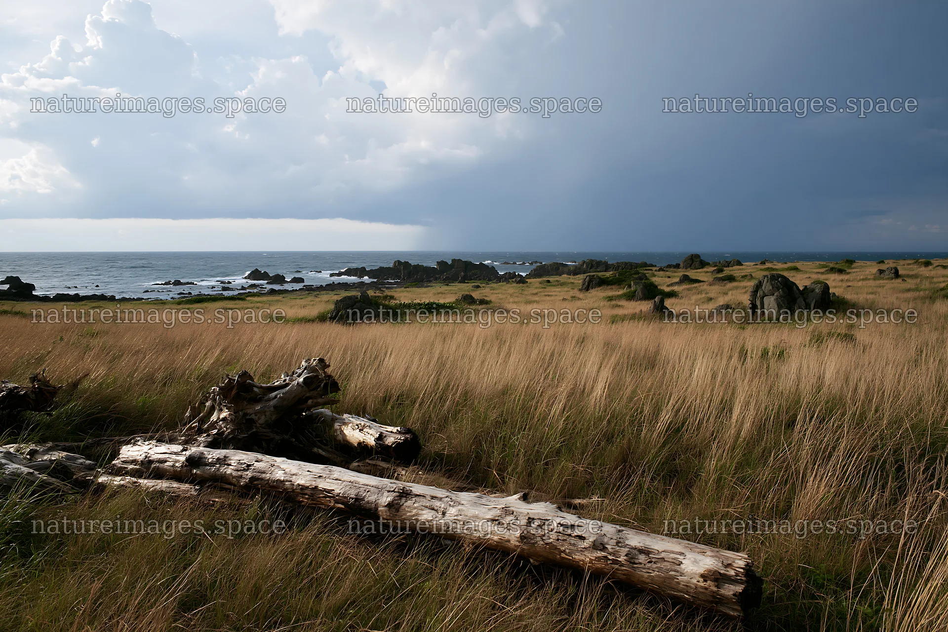 Ishikawa coastal meadow with storm washed driftwood – nature images 9722x6480