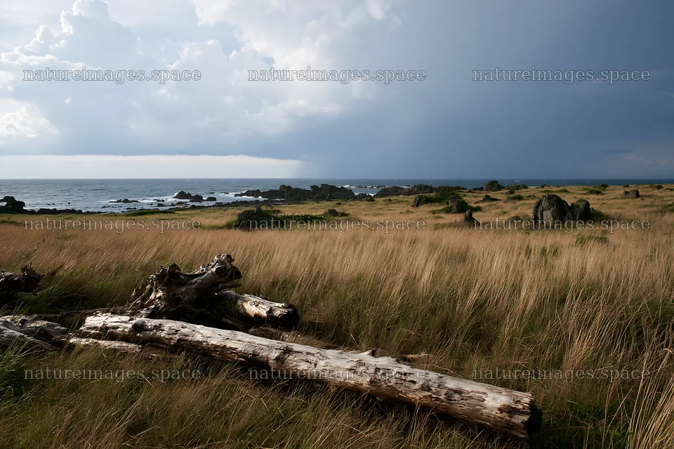 Ishikawa coastal meadow with storm washed driftwood – nature images 9722x6480