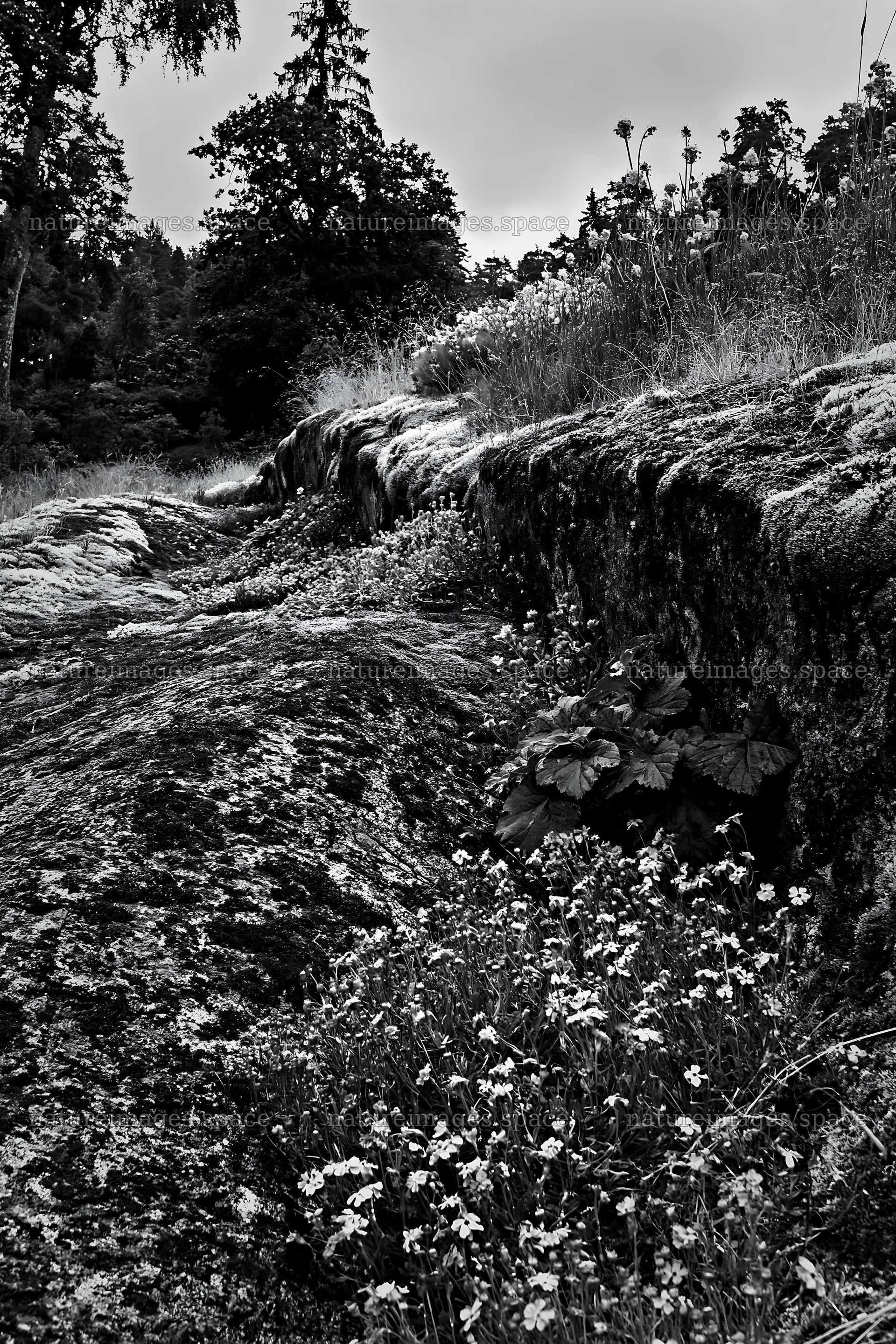 Mossy boulder meadow with flowering plants near a rocky trail – nature images 6480x9722