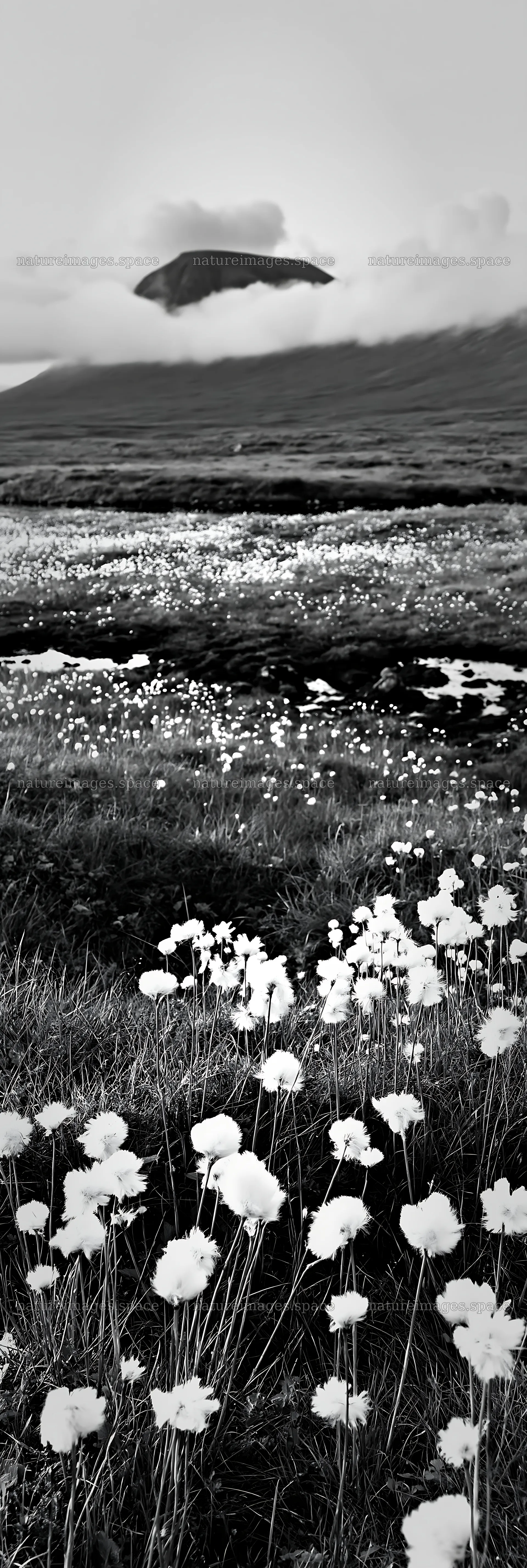 Cottongrass blooms in a meadow with mountains in the background – nature images 4602x13690