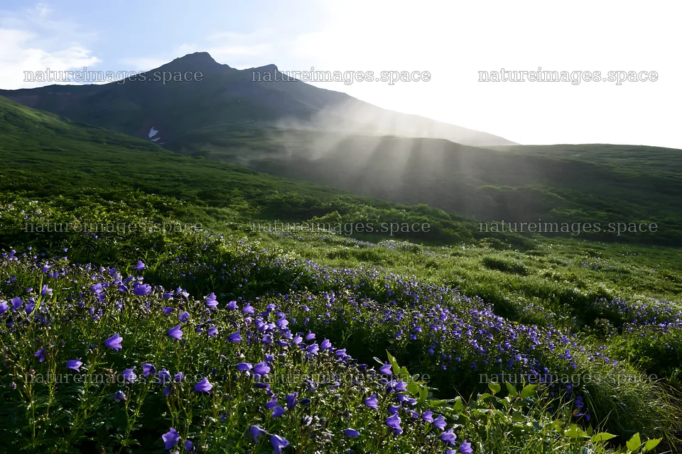 Daisetsuzan alpine meadow light rays create a beautiful scene – nature images 9722x6480