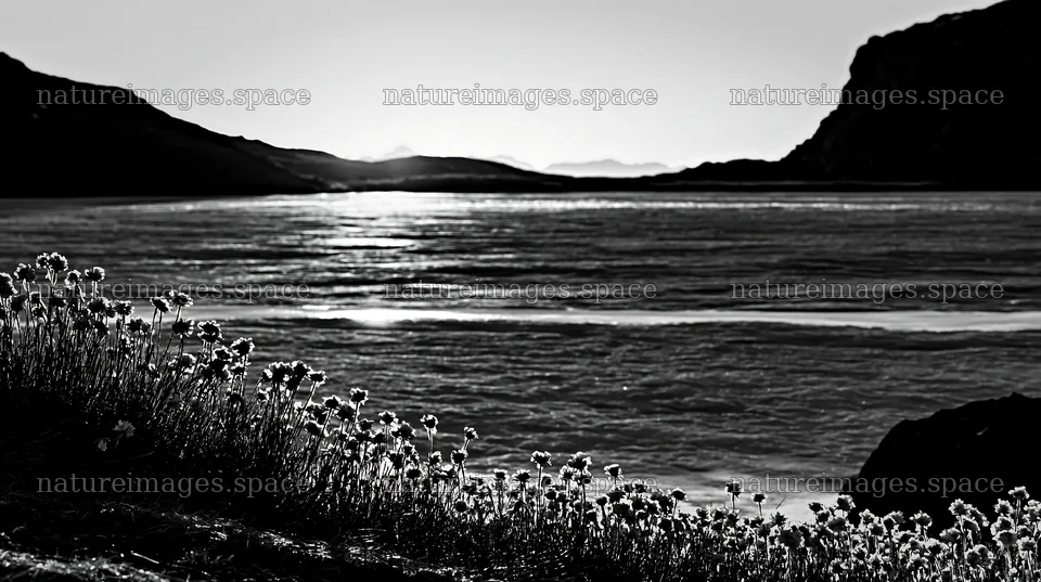 Frozen tarn meadow at sunset with blooming flowers – nature images 10608x5938
