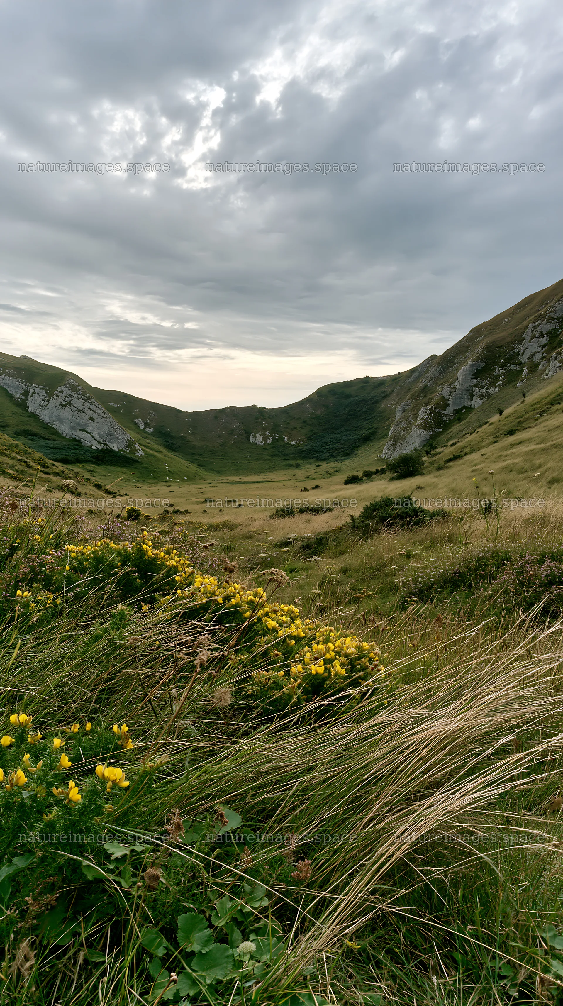 Cloudy limestone meadow with wildflowers and hills – nature images 5938x10608