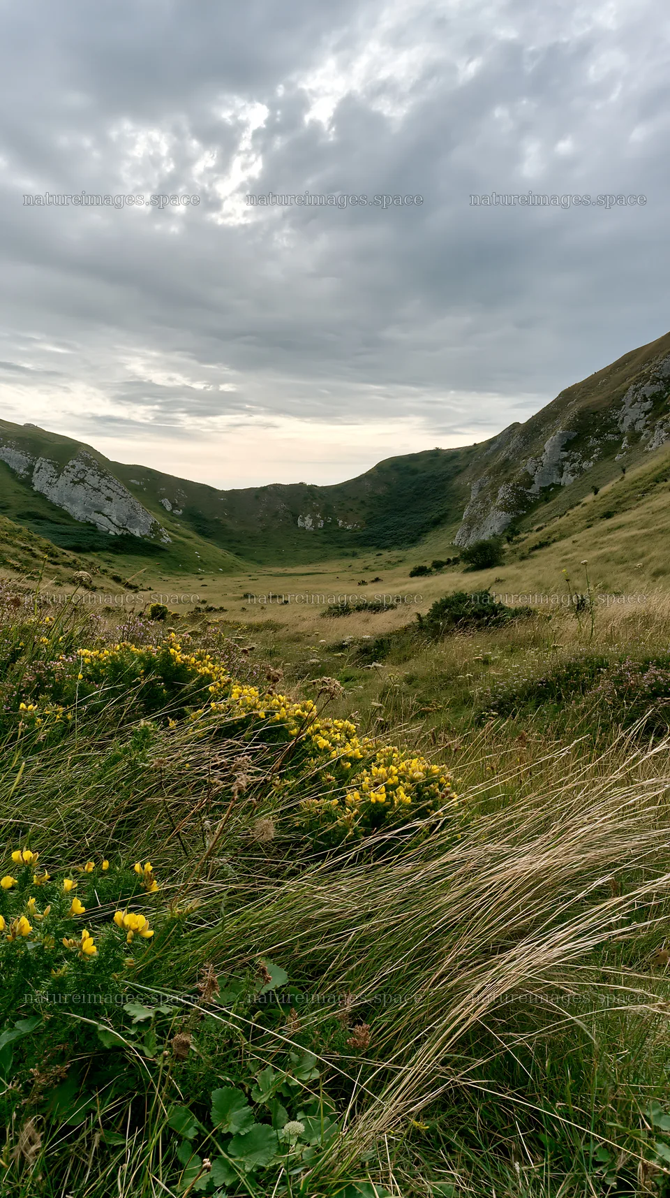 Cloudy limestone meadow with wildflowers and hills – nature images 5938x10608