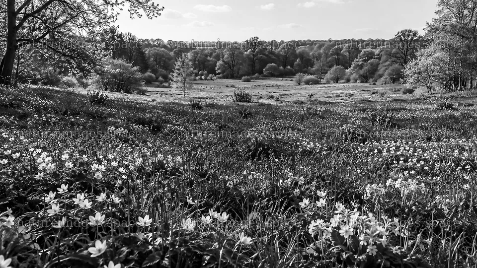 Spring Bulbs Across a Woodland Meadow – nature images 10324x5812