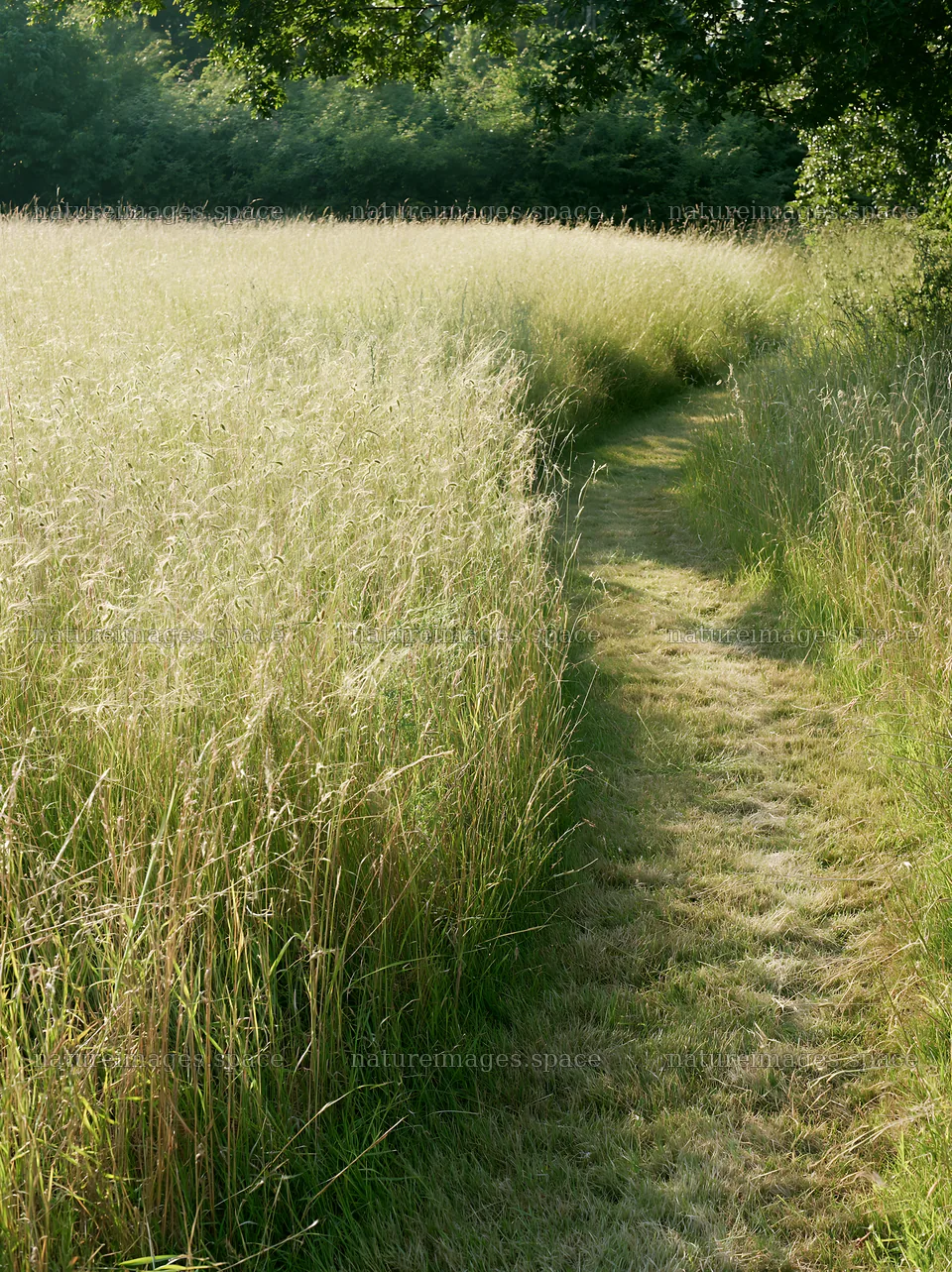 Seedhead meadow with a path through tall grass – nature images 6866x9174