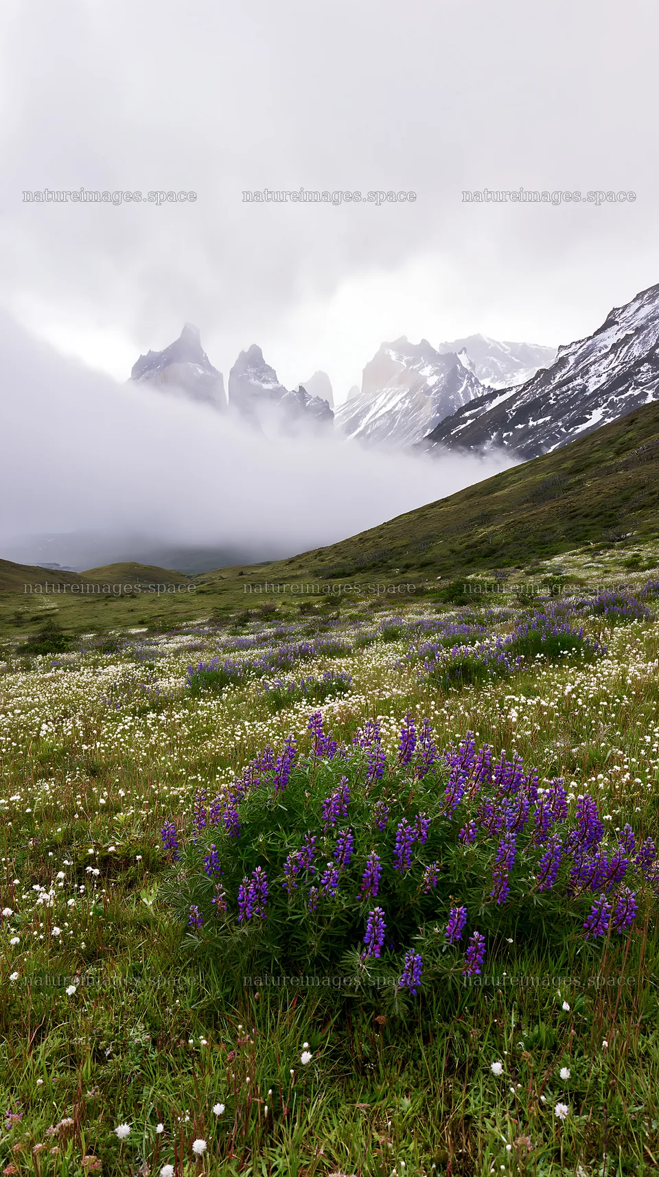 Snow covered Torres del Paine meadow with purple flowers – nature images 5938x10608
