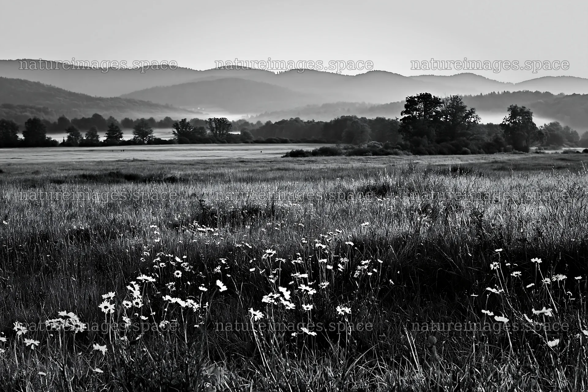 German foothill meadow with wildflowers and distant hills – nature images 9722x6480
